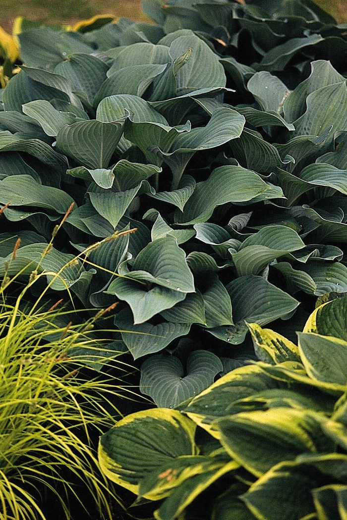 Plantain Lily - Hosta 'Krossa Regal' from Green Barn Garden Center