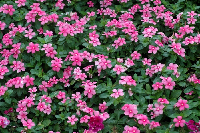Vinca Nirvana® Cascade Shell Pink - Catharanthus roseus 'Nirvana® Cascade Shell Pink' from Green Barn Garden Center