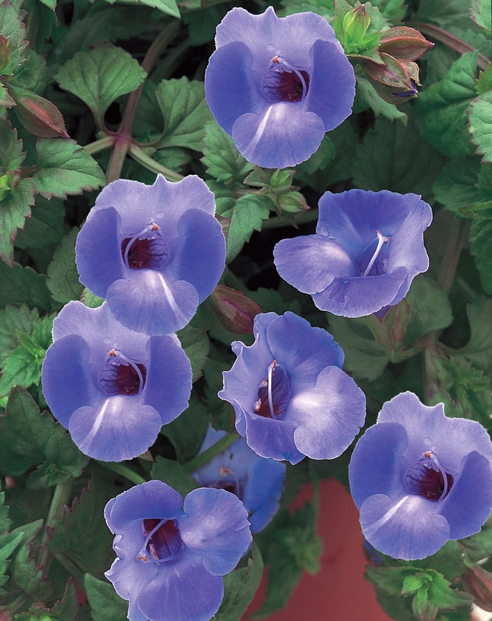 Blue - Torenia hybrid 'Wishbone Flower' from Green Barn Garden Center