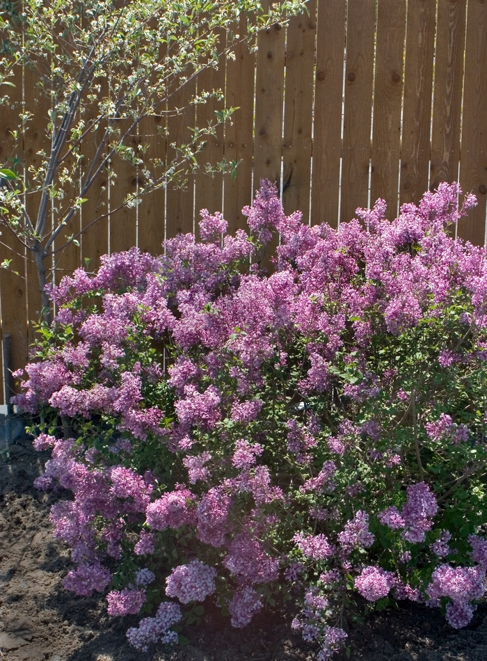 Lilac - Syringa x 'Bloomerang Purple' from Green Barn Garden Center