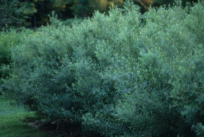 Dwarf Arctic Willow - Salix purpurea 'Nana' from Green Barn Garden Center