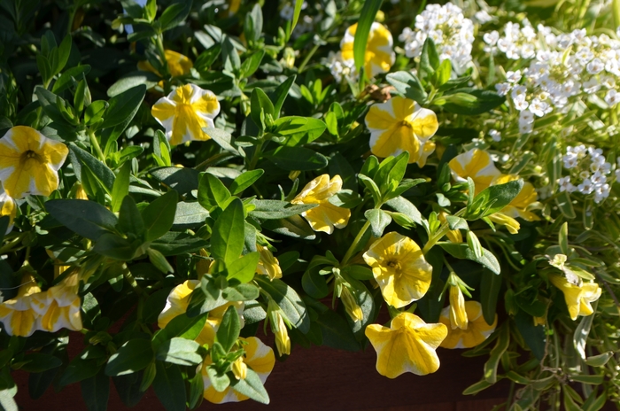 Superbells® Lemon Slice - Calibrachoa hybrid from Green Barn Garden Center