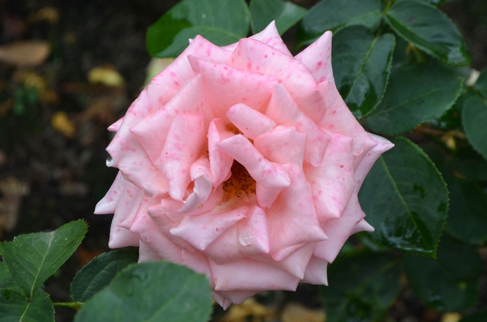 Morden Centennial - Parkland Rose from Green Barn Garden Center