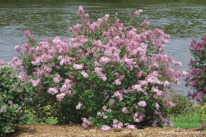 Bloomerang® Reblooming Lilac - Syringa x 'Pink Perfume' from Green Barn Garden Center