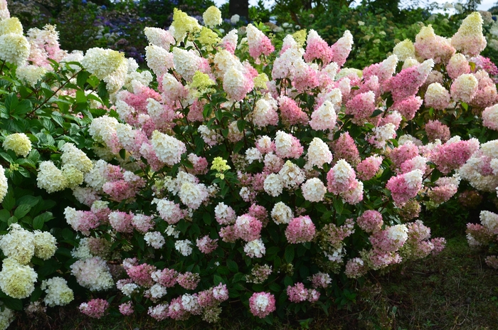 Strawberry Sundae™ Hydrangea - Hydrangea paniculata Rensu from Green Barn Garden Center