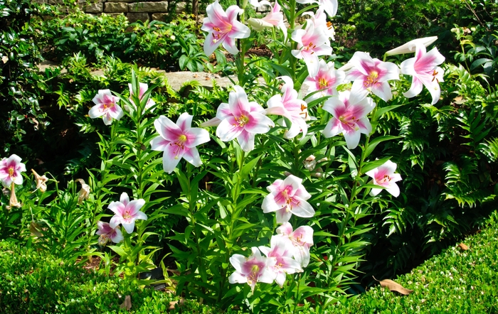 Orienpet Lily - Lilium 'Triumphator' from Green Barn Garden Center