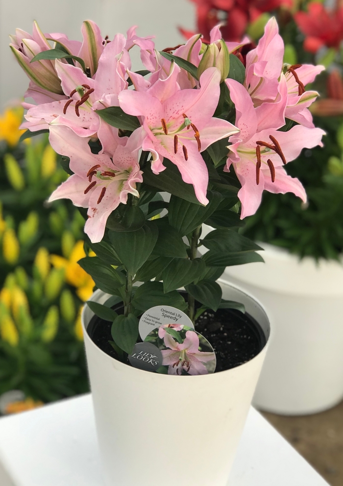 Oriental Lily - Lilium 'Tiny Speedy' from Green Barn Garden Center