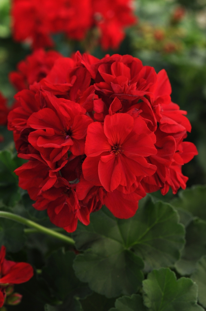 Fantasia® Geranium - Pelargonium x hortorum 'Fantasia Dark Red' from Green Barn Garden Center