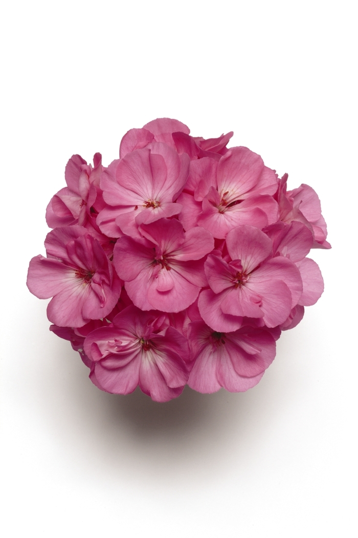 Presto Pink Geranium - Pelargonium x hortorum 'Presto Pink' from Green Barn Garden Center