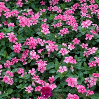 Catharanthus roseus 'Nirvana® Cascade Shell Pink' - Vinca Nirvana® Cascade Shell Pink