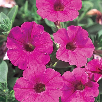Petunia hybrid - Supertunia® Mini Bright Pink