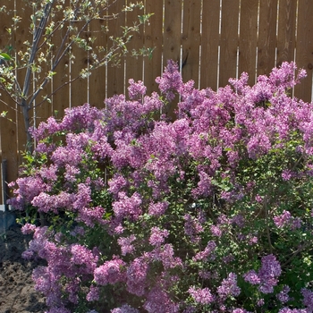 Syringa x 'Bloomerang Purple' - Lilac