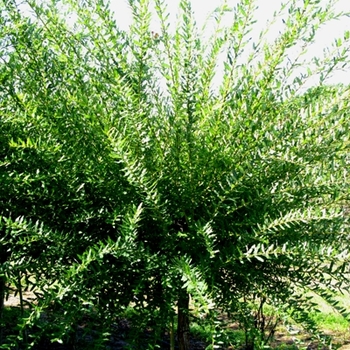 Salix integra 'Hakuro Nishiki' - Dappled Willow