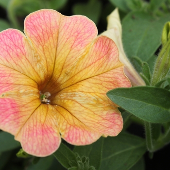 Petunia hybrida 'Cascadias™ Indian Summer' - Petunia