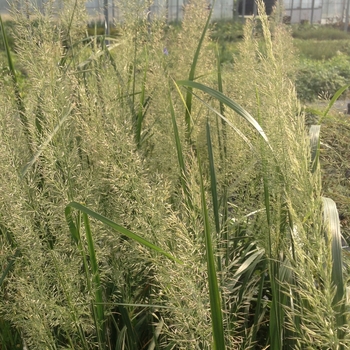 Calamagrostis brachytricha - Autumn Feather Reed Grass