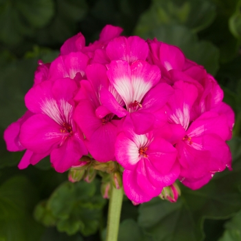 Pelargonium x hortorum 'Tango Hot Pink' - Zonal Geranium