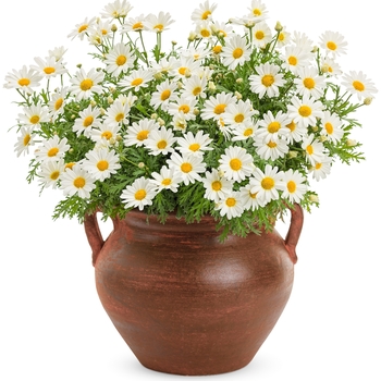 Argyranthemum 'Pure White Butterfly™' - Marguerite Daisy