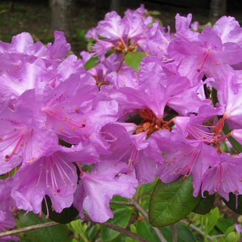 Rhododendron 'P.J.M. Elite' - PJM Elite Rhododendron