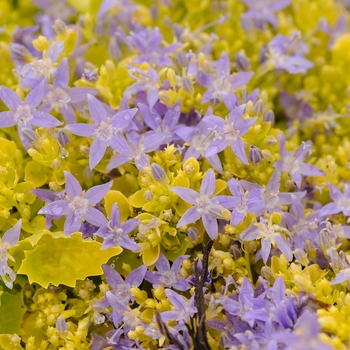 Campanula garganica 'Dickson's Gold' - Bellflower