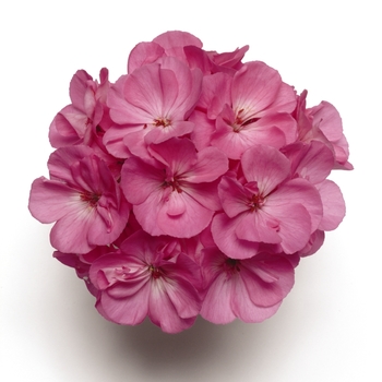 Pelargonium x hortorum 'Presto Pink' - Presto Pink Geranium