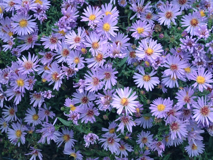 Aster-New York - Aster novi-belgii 'Wood's Light Blue' from Green Barn Garden Center