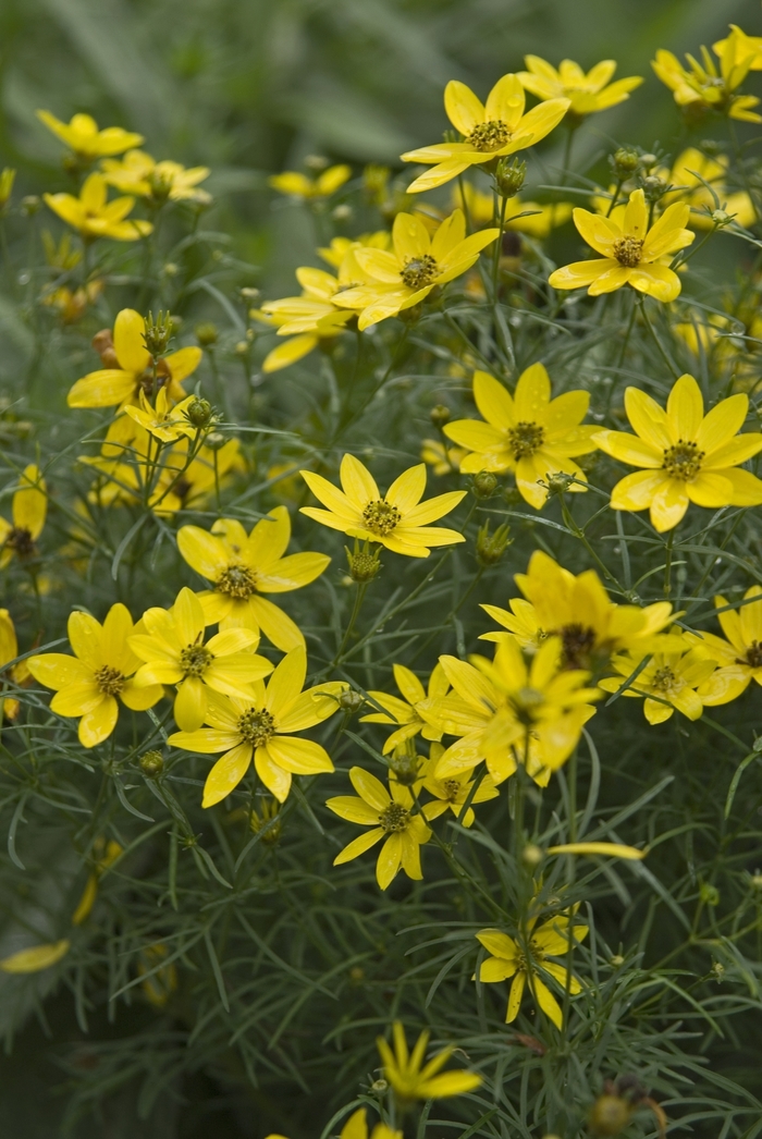 Threadleaf Tickseed - Coreopsis verticillata 'Zagreb' from Green Barn Garden Center