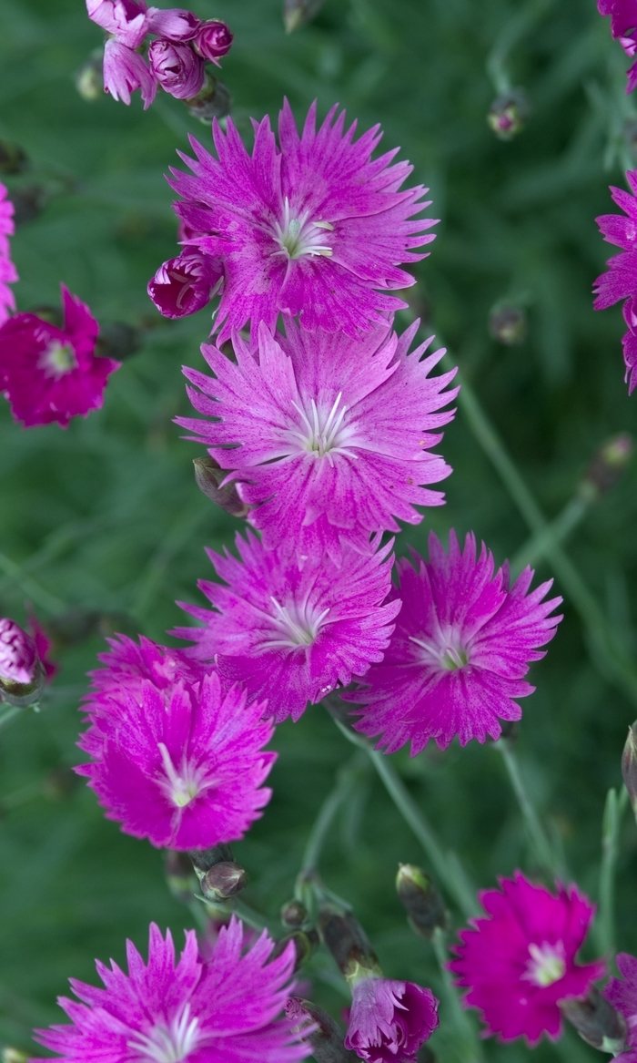 Pinks-Cheddar - Dianthus gratianopolitanus 'Firewitch' from Green Barn Garden Center