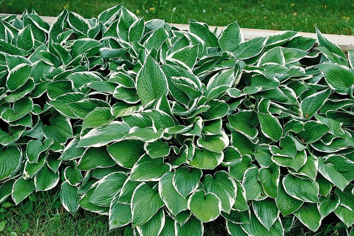 Plantain-Lily - Hosta 'Francee' from Green Barn Garden Center