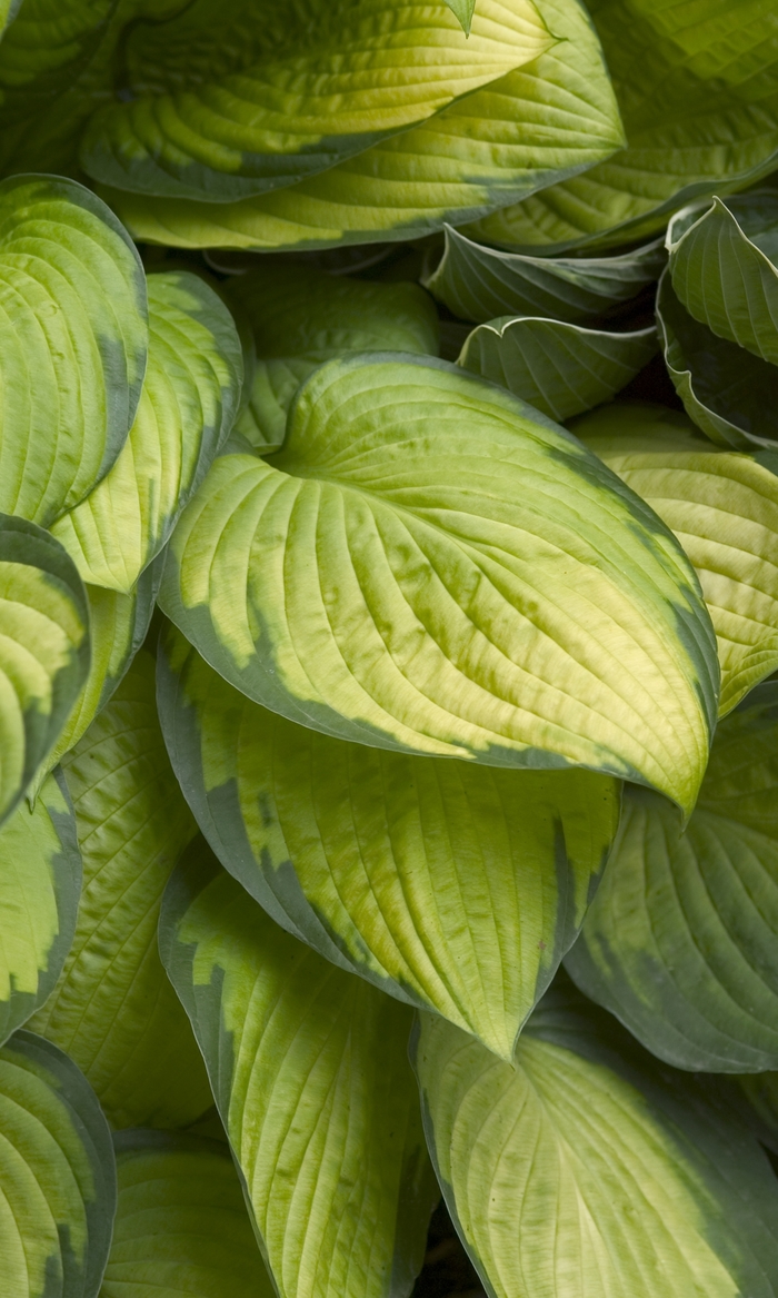 Plantain Lily - Hosta 'Gold Standard' from Green Barn Garden Center