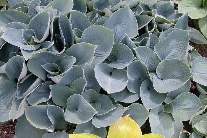 Plantain Lily - Hosta 'Hadspen Blue' from Green Barn Garden Center