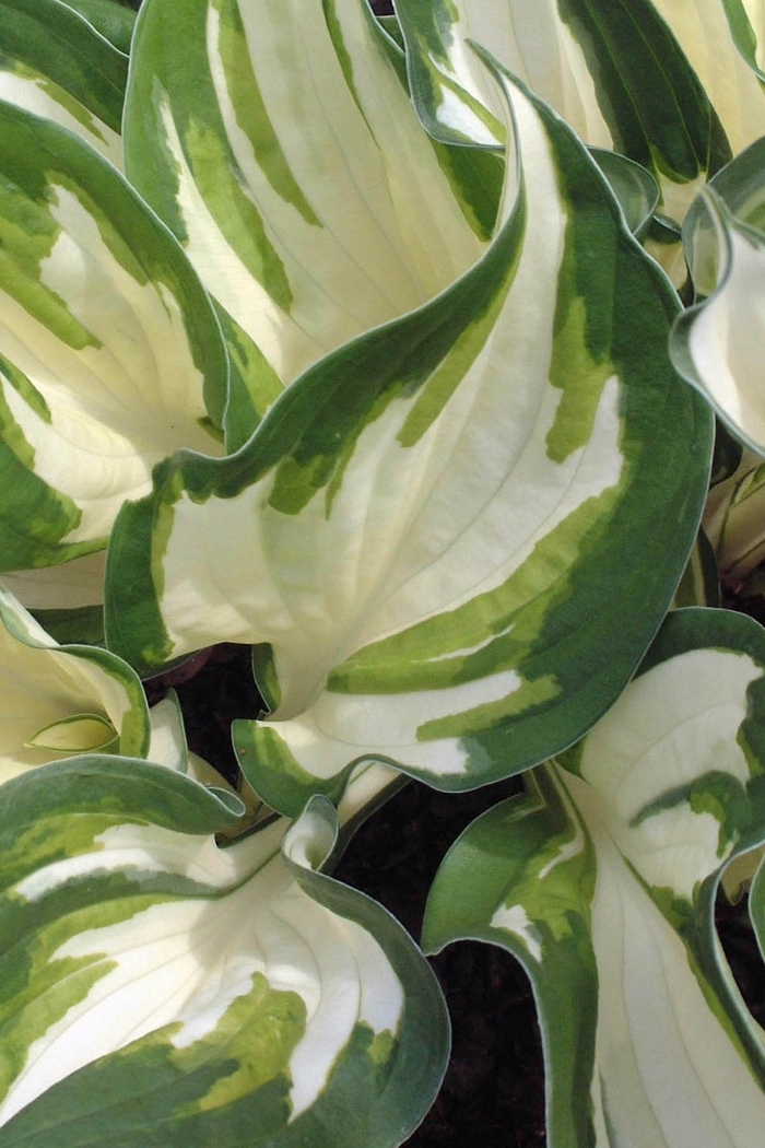 Plantain Lily - Hosta 'Loyalist' from Green Barn Garden Center