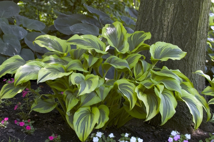 Plantain Lily - Hosta montana 'Aureo-marginata' from Green Barn Garden Center