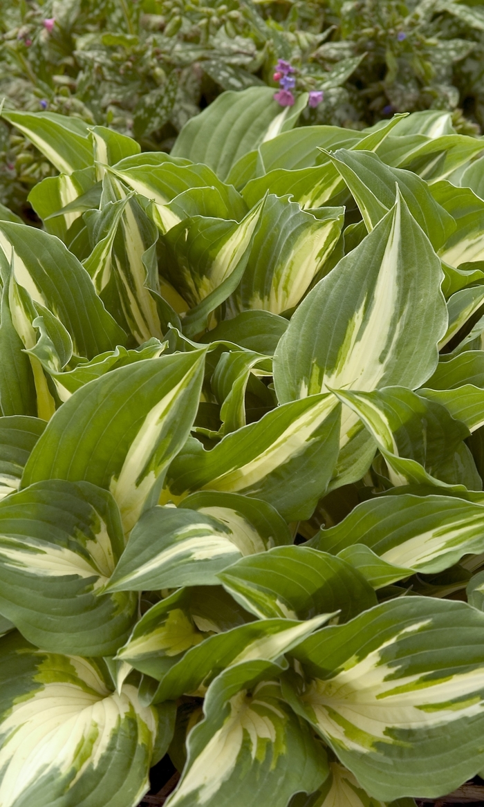 Plantain Lily - Hosta 'Night Before Christmas' from Green Barn Garden Center