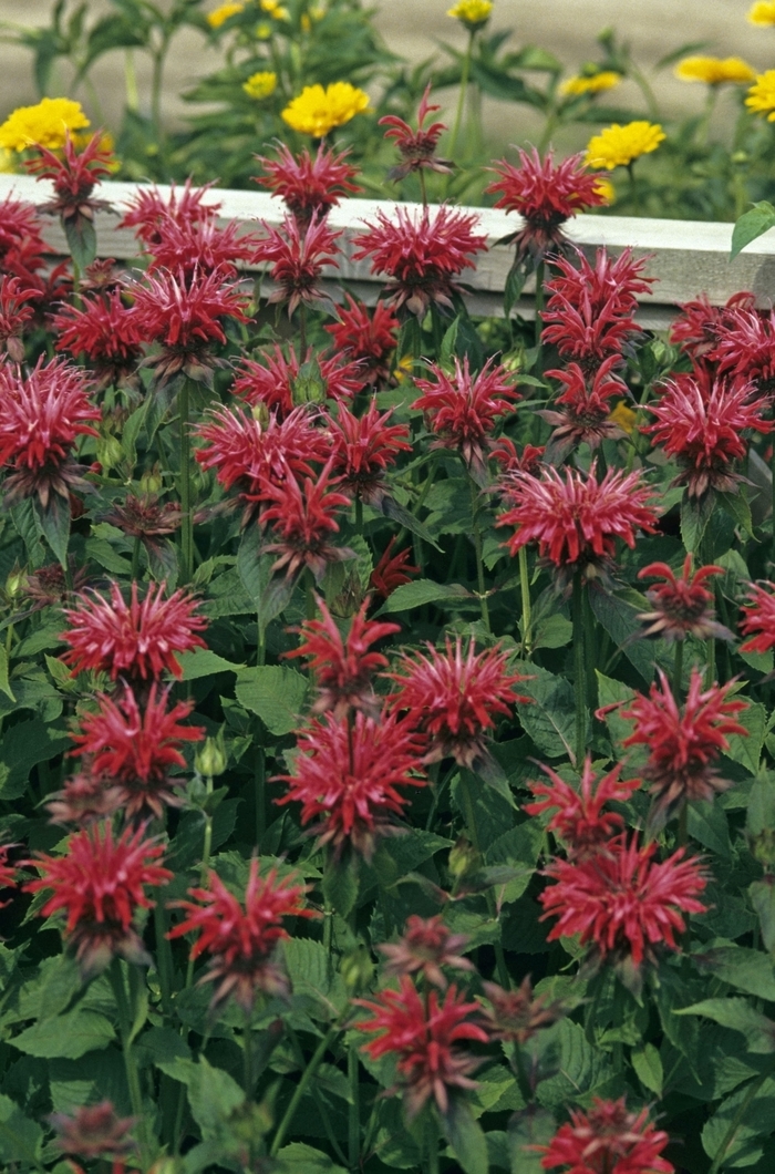 Bee Balm - Monarda 'Gardenview Scarlet' from Green Barn Garden Center