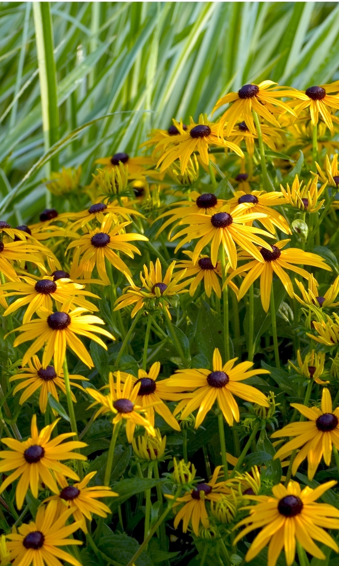 Black Eyed Susan - Rudbeckia fulgida 'Goldsturm' from Green Barn Garden Center