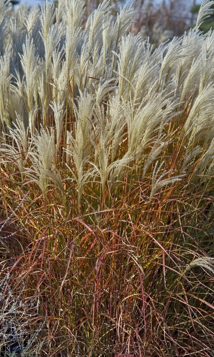 Maiden Grass - Miscanthus 'Purpurascens' from Green Barn Garden Center