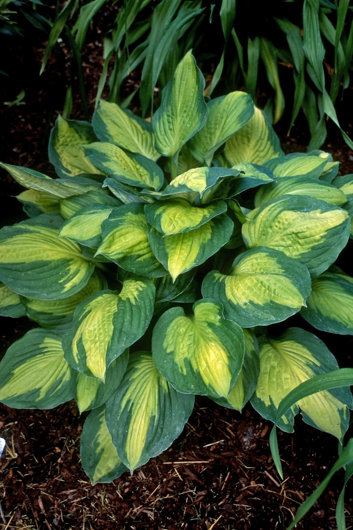 Plantain-Lily - Hosta 'Captain Kirk' from Green Barn Garden Center