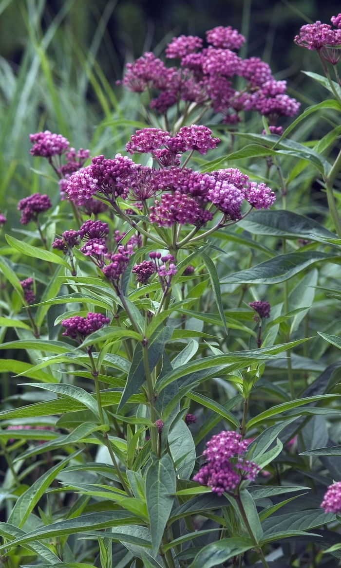 Butterfly Flower - Asclepias incarnata 'Cinderella' from Green Barn Garden Center