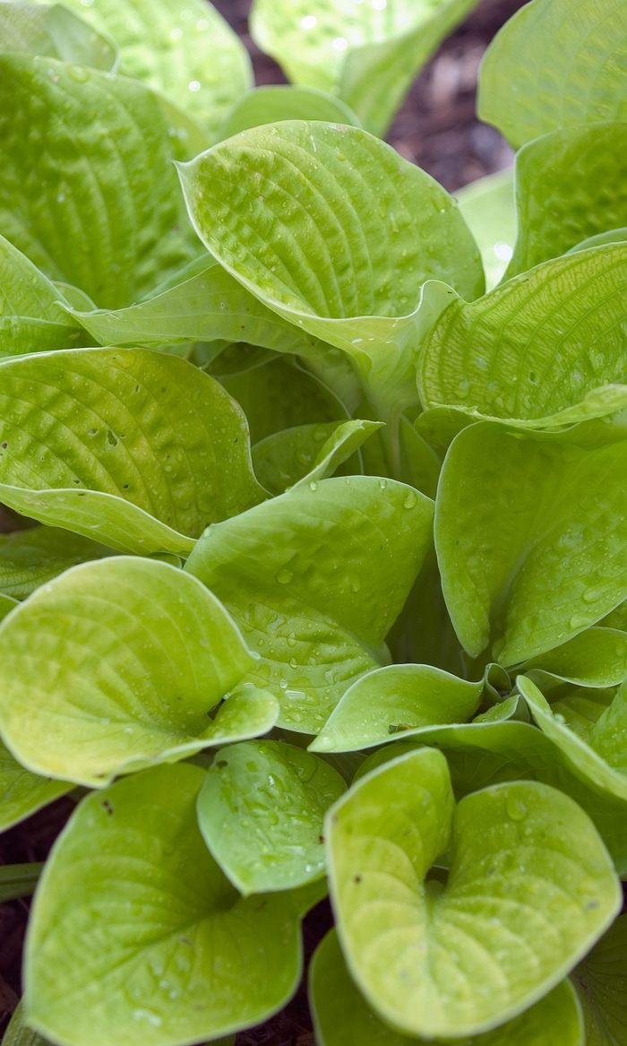 Plantain Lily - Hosta 'Maui Buttercups' from Green Barn Garden Center