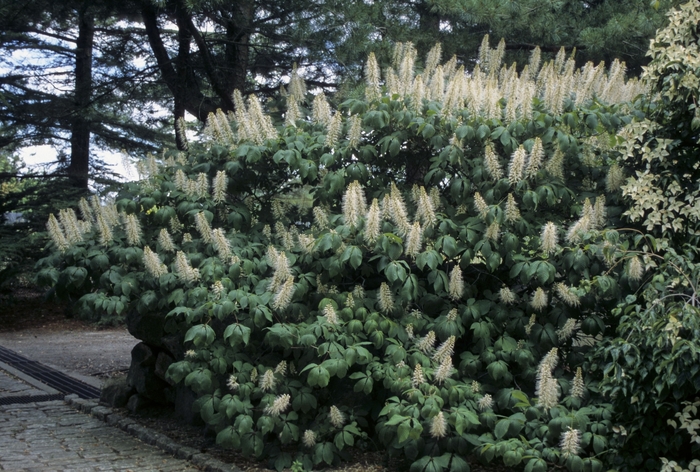 Ohio Buckeye - Aesculus glabra from Green Barn Garden Center