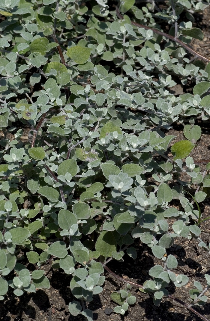 Licorice Plant - Helichrysum petiolare 'White Licorice' from Green Barn Garden Center