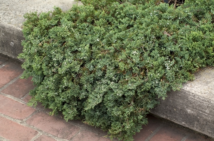 Creeping Juniper - Juniperus horizontalis 'Wiltonii' from Green Barn Garden Center