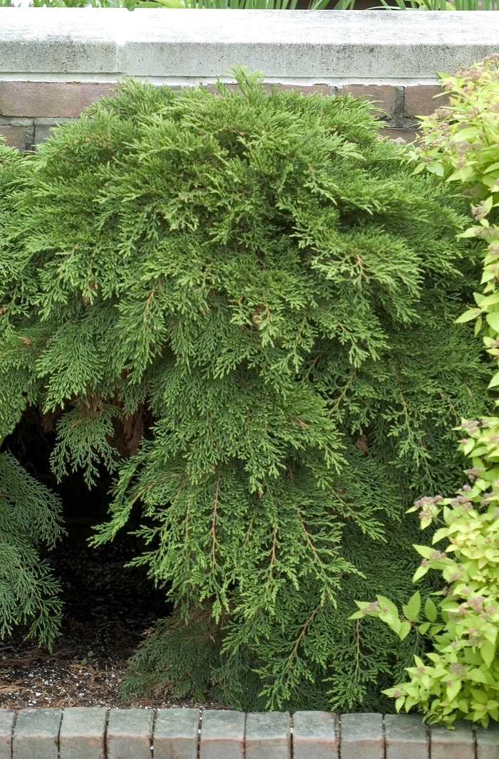 Creeping Siberian Cypress - Microbiota decussata from Green Barn Garden Center