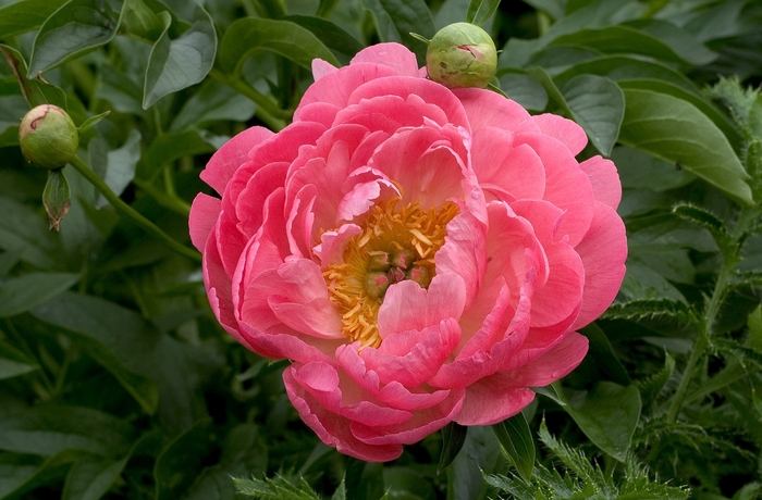 Peony - Paeonia 'Coral Sunset' from Green Barn Garden Center