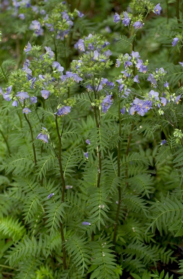 Jacob's Ladder - Polemonium 'Bressingham Purple' from Green Barn Garden Center