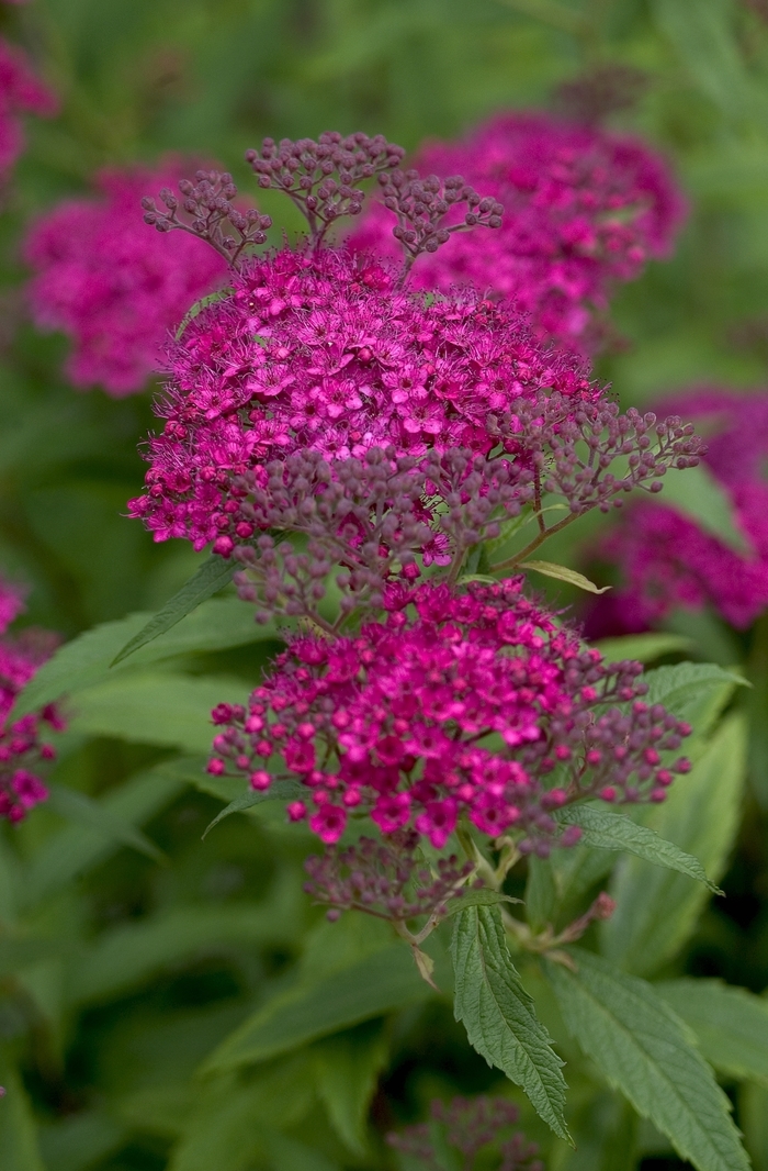 Japanese Spirea - Spiraea japonica 'Neon Flash' from Green Barn Garden Center