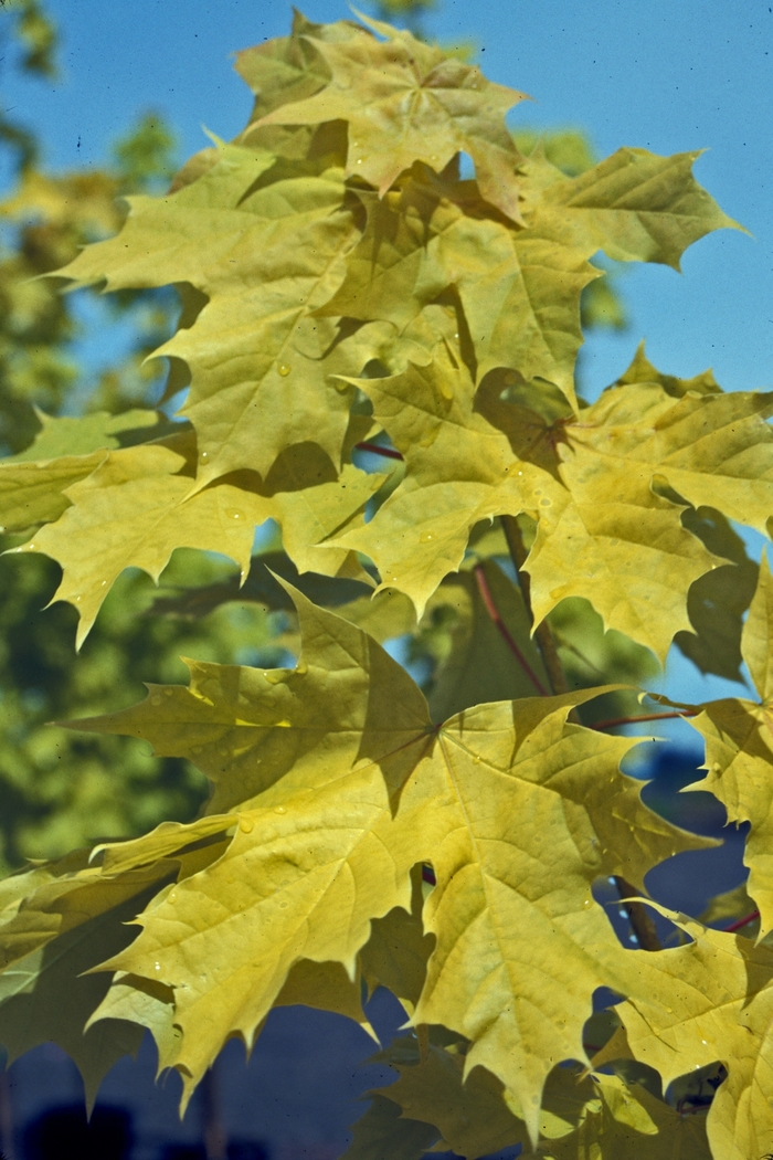 Princeton Gold® Maple - Acer platanoides 'Princeton Gold' from Green Barn Garden Center