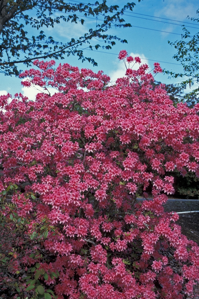 Rhododendron - Rhododendron 'Rosy Lights' from Green Barn Garden Center