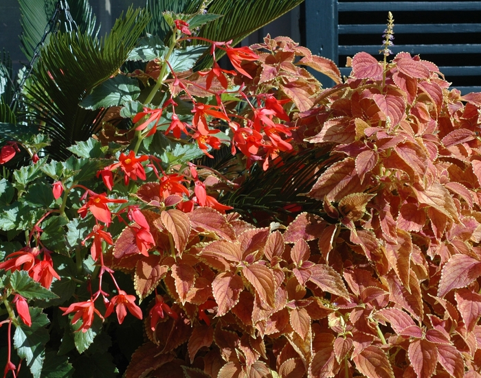 Coleus - Solenostemon scutellarioides 'Rustic Orange' from Green Barn Garden Center