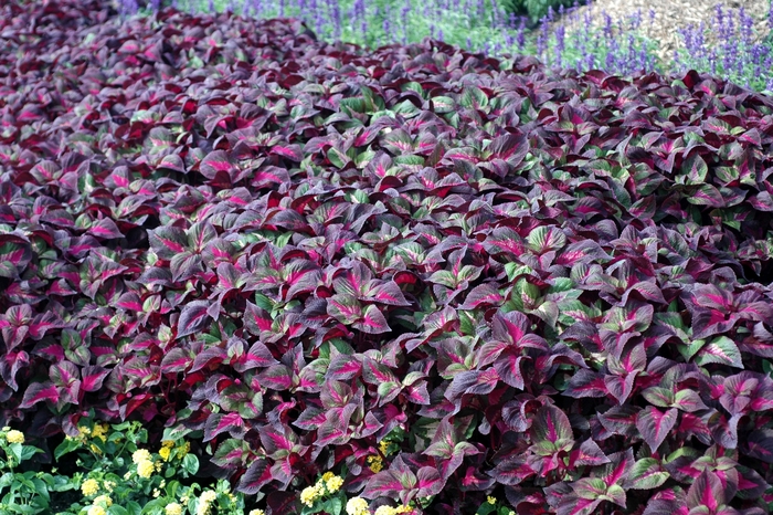 Perilla - Perilla frutescens 'Magilla™ Purple' from Green Barn Garden Center